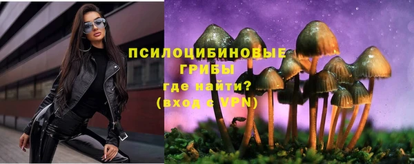 стаф Аркадак